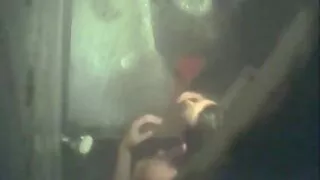 Skinn bionda Blonda mângâie pasarici rase în aer indience flocoase liber